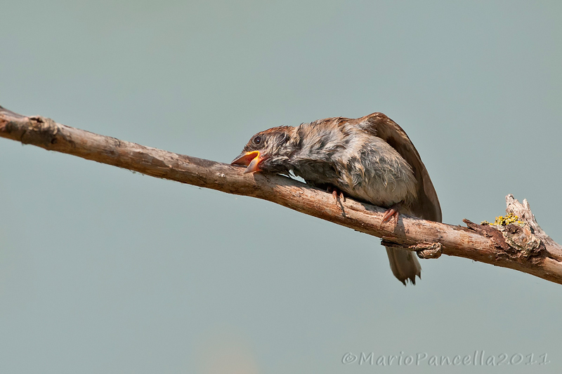 Serie di Passera mattugia (Passer montanus)